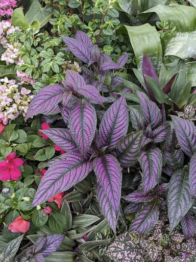 Chat with Image Templates 2